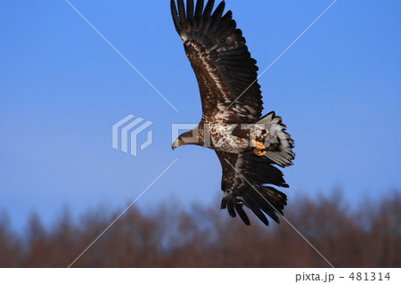 オジロワシ 481314