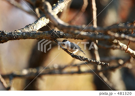 ハシブトガラ 481320