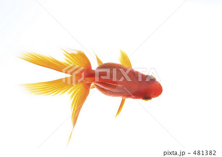 金魚 481382