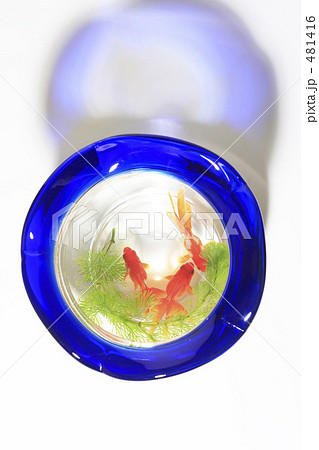 金魚鉢 金魚鉢 481416