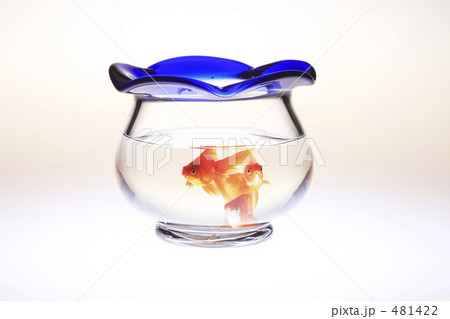 金魚鉢 金魚鉢 481422
