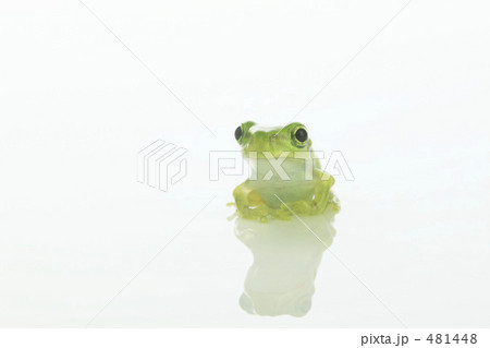 アマガエル アマガエル 481448