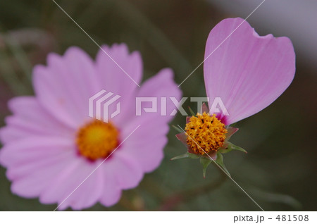 好きor嫌い？ 481508