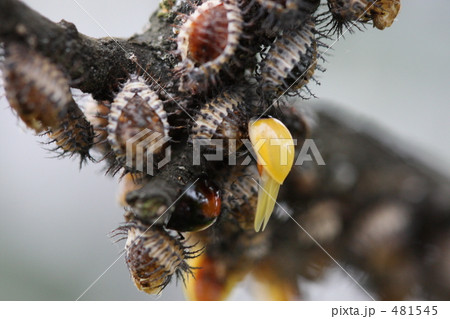 アカホシテントウ アカホシテントウ 481545