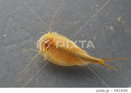 カブトエビ 481600