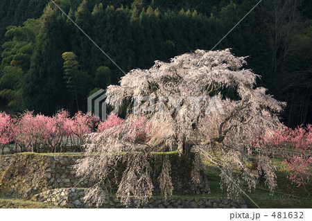 本郷の桜　又兵衛ザクラ 481632