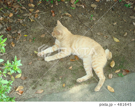 のんびり猫ちゃん 481645