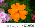 黄花コスモス 481950