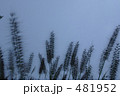 風そよぐ・・・ 481952
