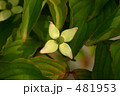 ハナミズキ 481953