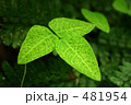 緑の葉 481954
