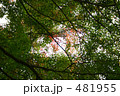 楓透かして空 481955
