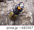 スマトラのクワガタ 482567