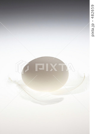 卵と羽 482659