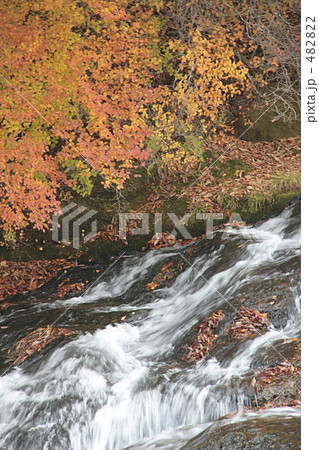 紅葉する木の葉と流れ 482822