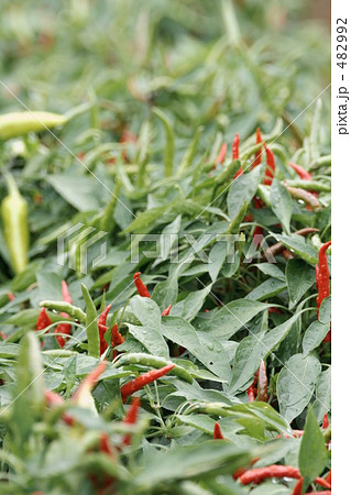 唐辛子 482992