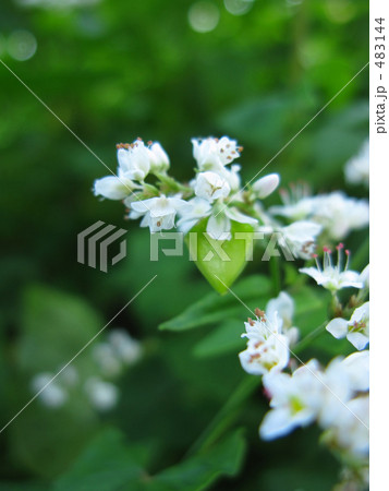実を付けた蕎麦の花 483144