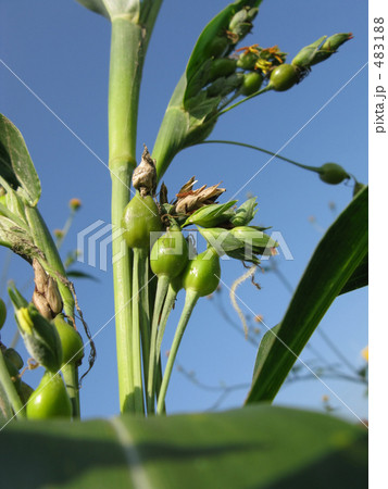 ジュズダマ 483188