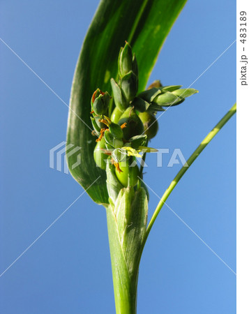 ジュズダマの花 483189