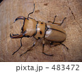 カメルーンのクワガタ 483472