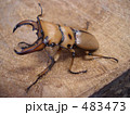 メンガタクワガタ 483473