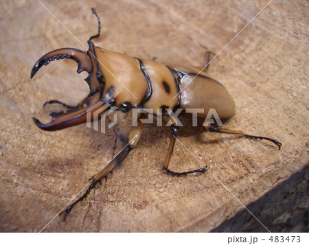 メンガタクワガタ メンガタクワガタ 483473