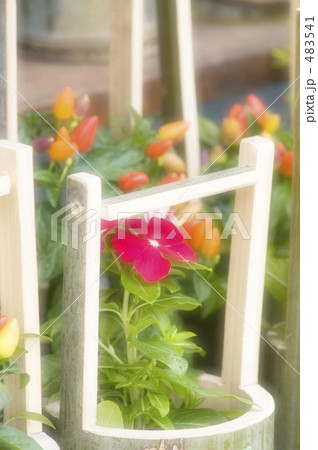 ニチニチソウ 483541