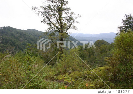 北海道の密林 483577