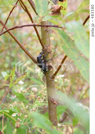 北海道上ノ国町でみつけたヒメオオクワガタ 483580