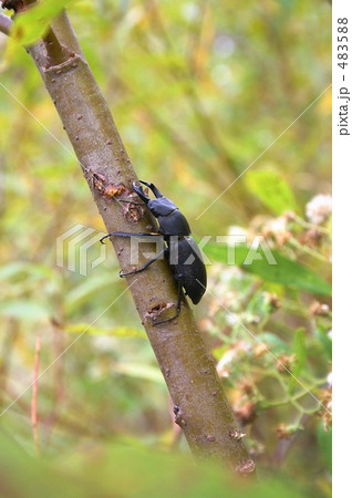 野生のヒメオオクワガタ 483588