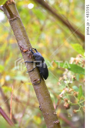 北海道上ノ国町のヒメオオクワガタ 483591