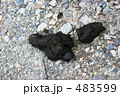 ヒグマのフン 483599
