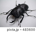 ヒメオオクワガタ　オス 483600