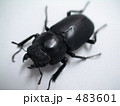 ヒメオオクワガタ　メス 483601