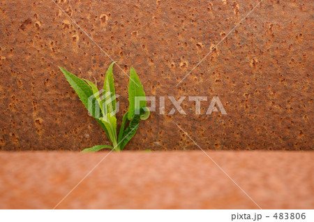 さびた鉄の間の草 483806