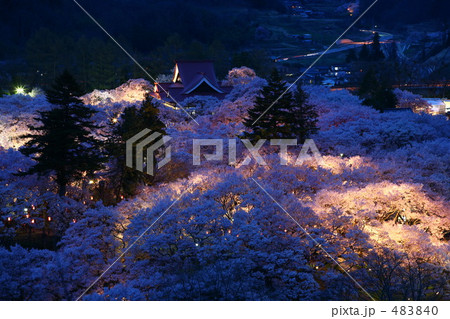 高遠城址公園の桜 高遠城址公園の桜 483840