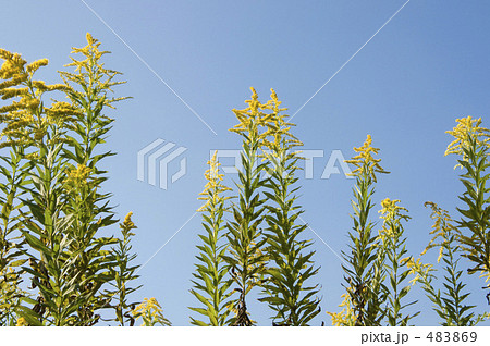 セイタカアワダチソウ 483869