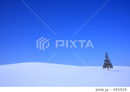 クリスマスツリーの木 483926