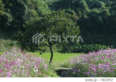 コスモス畑 コスモス畑 483942
