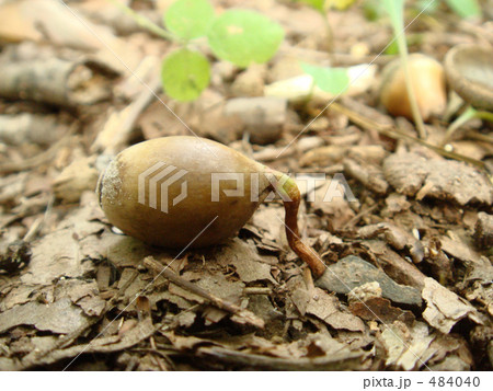 森で発根したどんぐり 484040