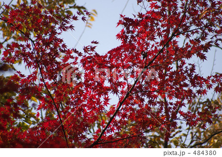 紅葉１ 484380