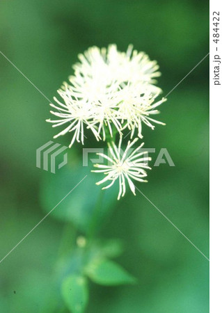 可憐なカラマツソウ 484422