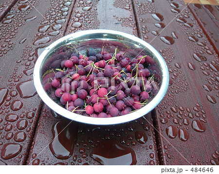 ジューンベリーの実 ジューンベリーの実 484646