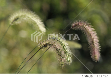 ネコじゃらし 484792