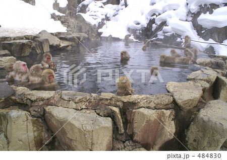 猿が憩う露天風呂 484830