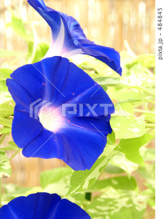 アサガオ 484845