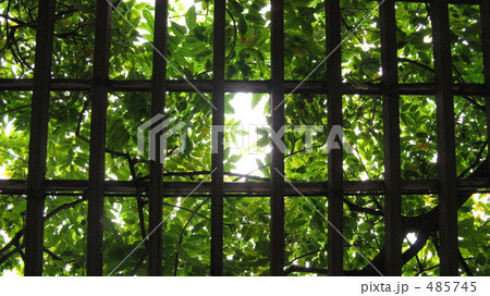 格子枠と葉っぱの屋根 485745