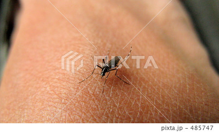 ヒトスジシマカに刺された ヒトスジシマカに刺された 485747