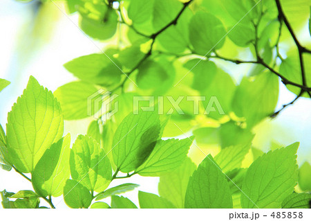 新緑 485858