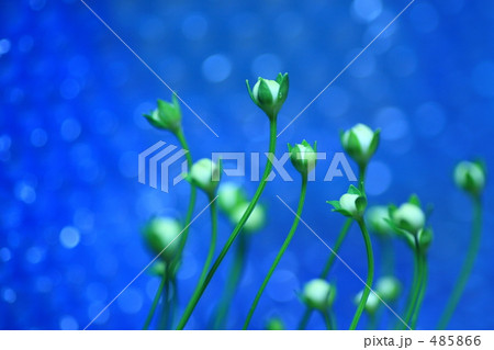 梅鉢草 梅鉢草 485866